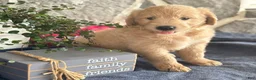 Goldendoodle dogs for sale: Nigel - Ad 10