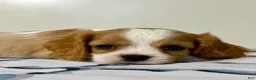 Cavalier King Charles Spaniel dogs for sale: Ollie Cavalier King Charles Spaniel  - Ad 22