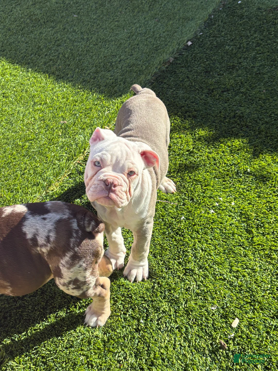 Olde English Bulldogge dogs for sale: Olde English Bulldogge Puppy 4 - Ad 9