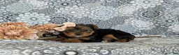 Shorkie dogs for sale: McKinlee 7 lbs Full Grown - Ad 8
