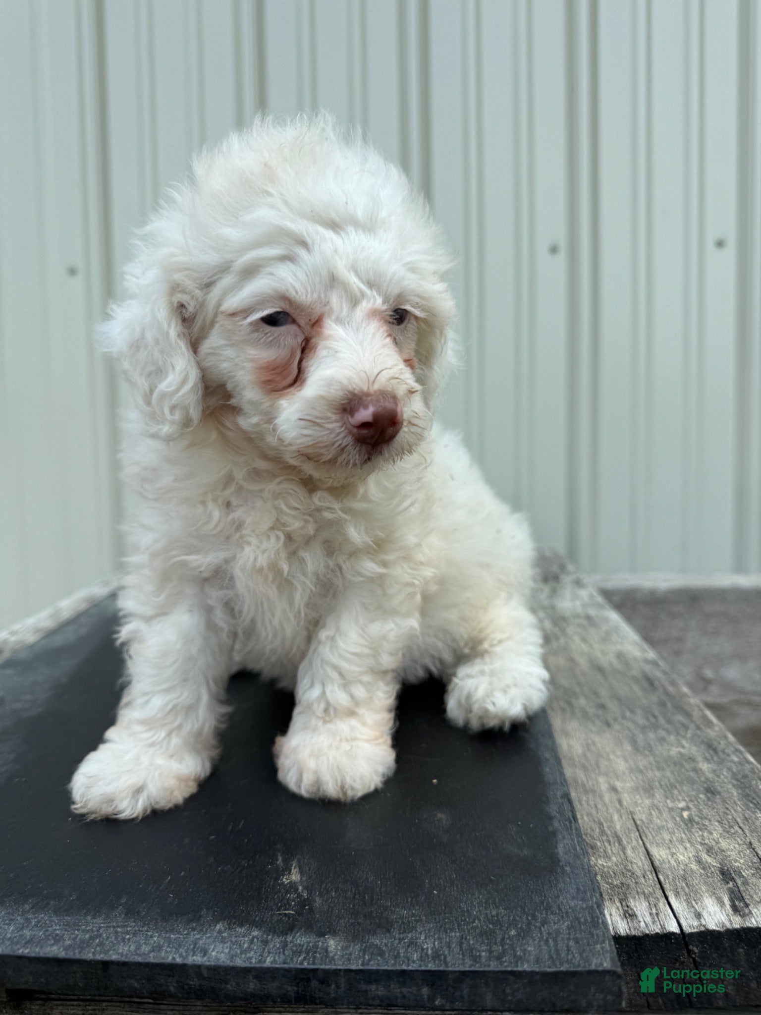 Miniature Poodle dogs Miniature Poodle 1, special needs - Ad 5