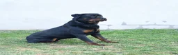 Rottweiler dogs for sale: King - Ad 3