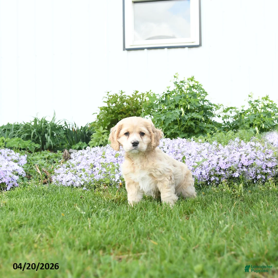 English Cocker Spaniel dogs for sale: Muffin - Ad 2