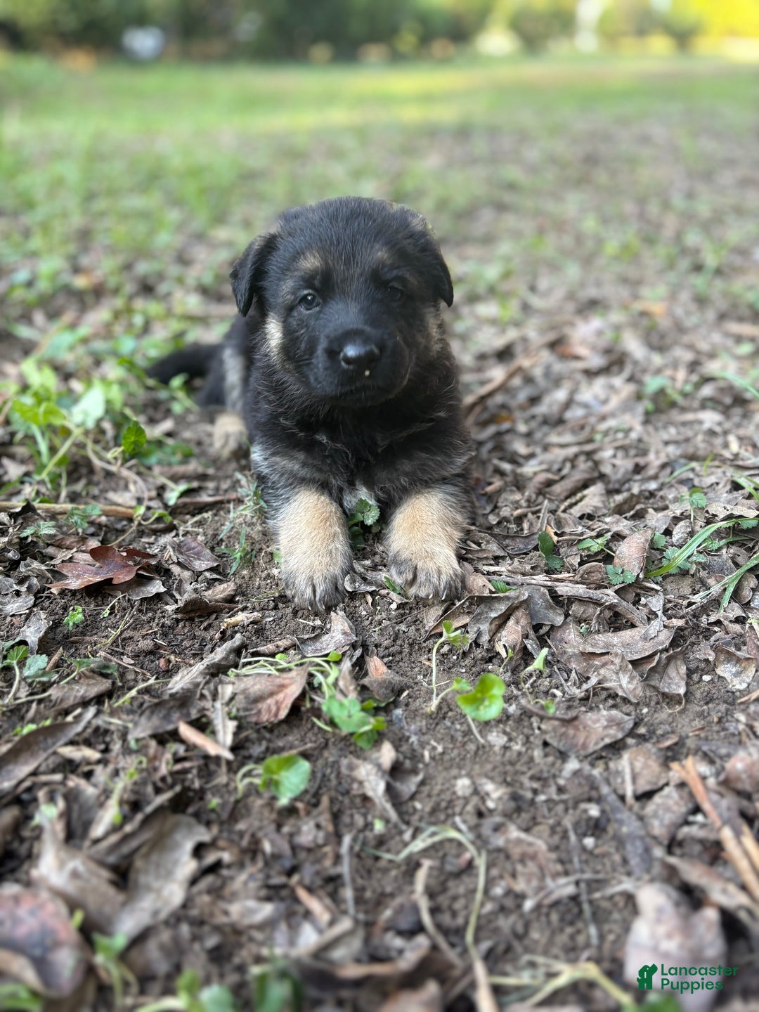 German Shepherd dogs for sale: German Shepherd Puppy 2 - Ad 5