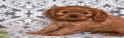 Cavalier King Charles Spaniel dogs for sale: Charlie  - Ad 8