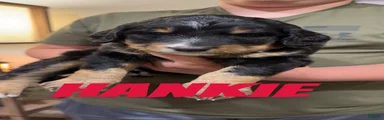 Mixed Breed 3