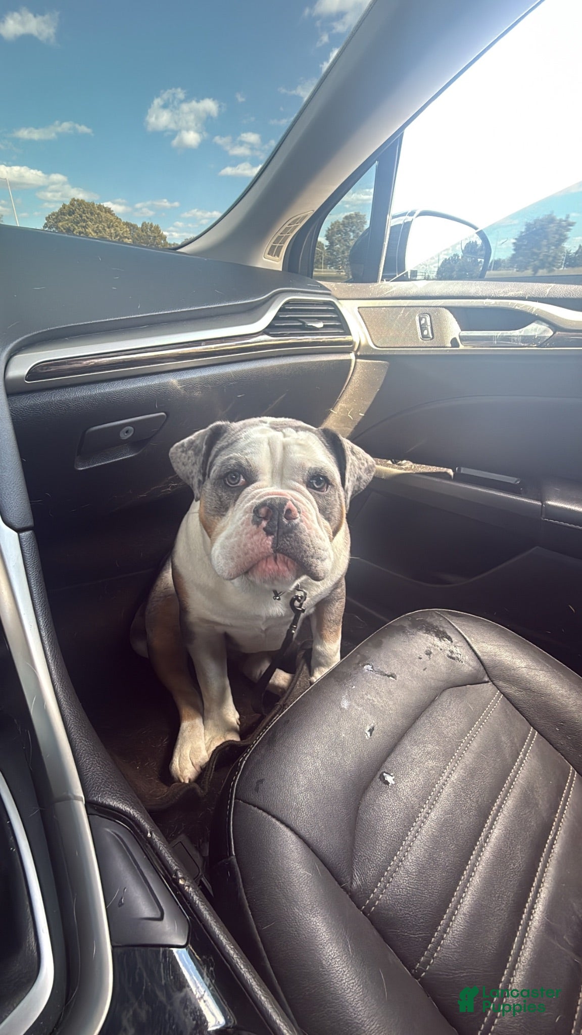 Olde English Bulldogge dogs Olde English Bulldogge 1 - Ad 15
