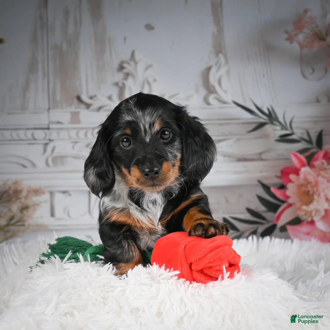 Miniature Dachshund dogs for sale: AKC-Darla - Ad 6