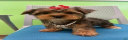 Yorkshire Terrier dogs for sale: Yorkshire Terrier Puppy 5 - Ad 2