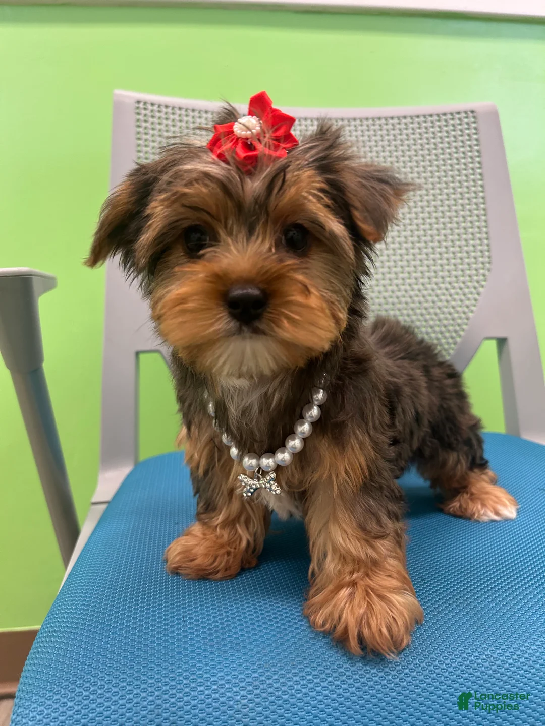Yorkshire Terrier dogs for sale: Yorkshire Terrier Puppy 5 - Ad 2