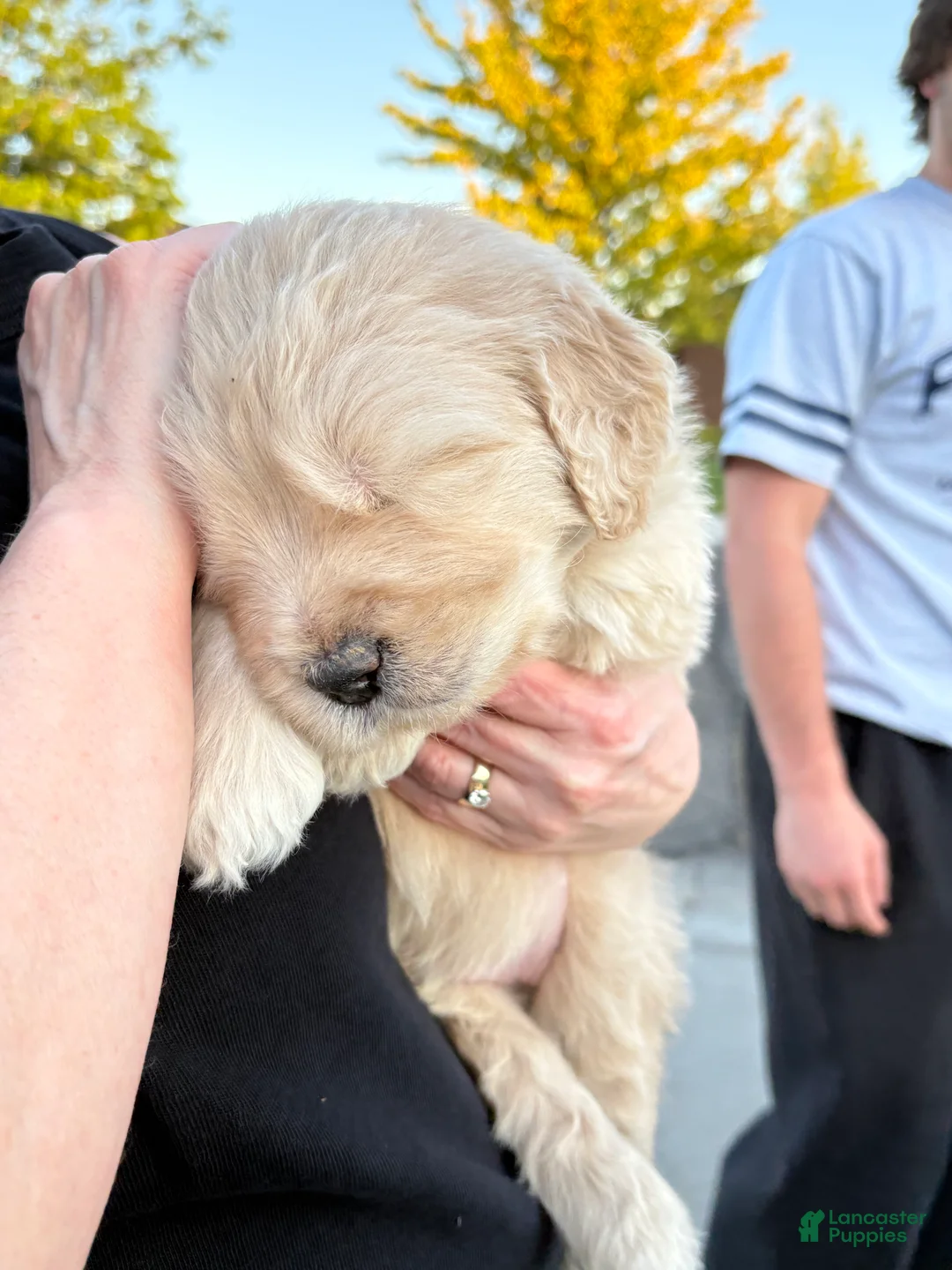 Goldendoodle dogs for sale: Butters - Ad 2