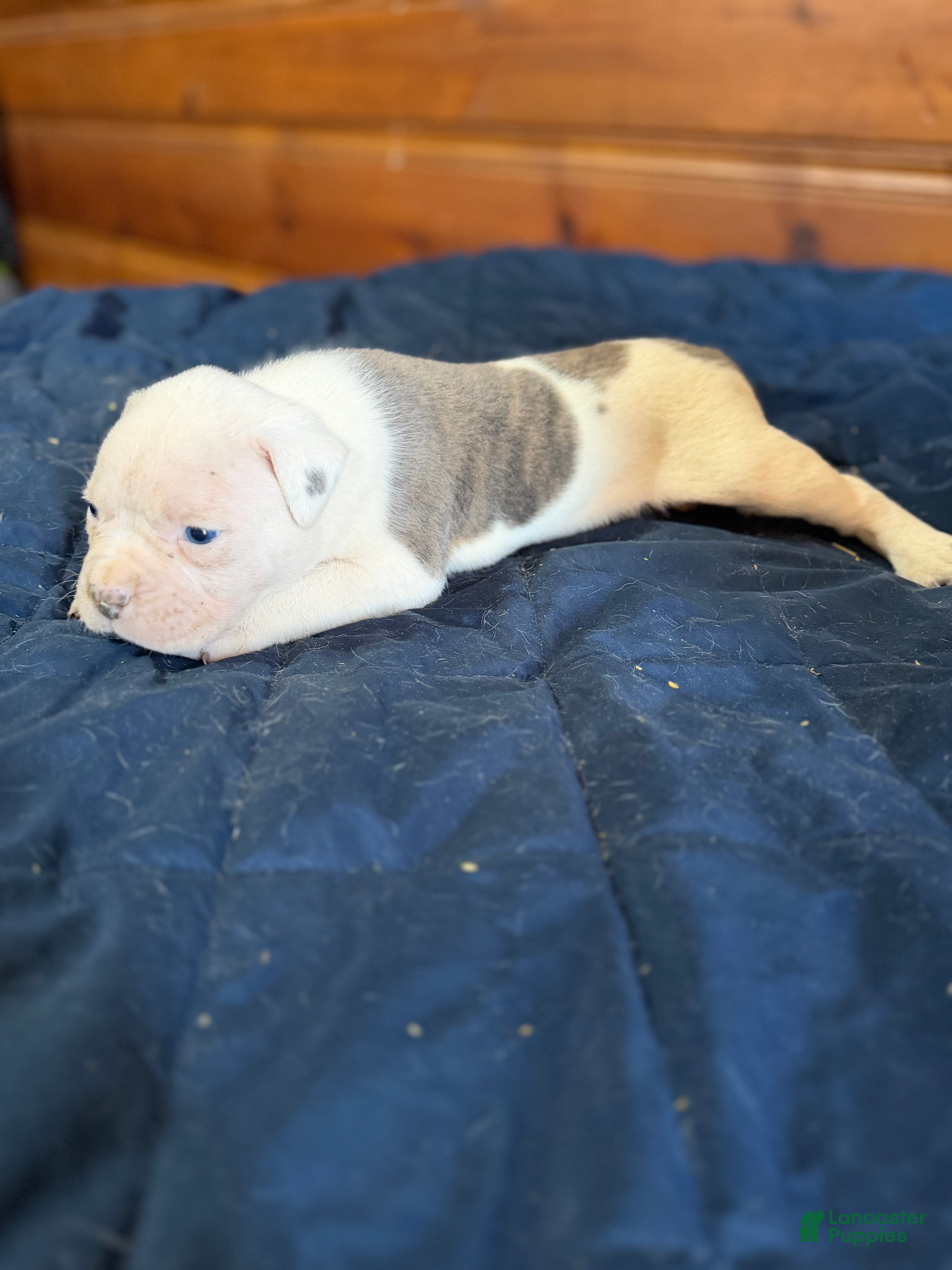 American Bulldog dogs Tank - Ad 7