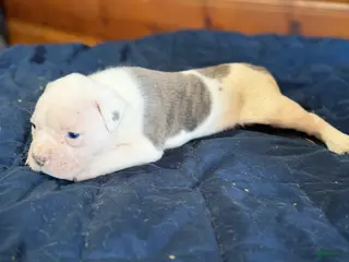 American Bulldog dogs Tank - Ad 5