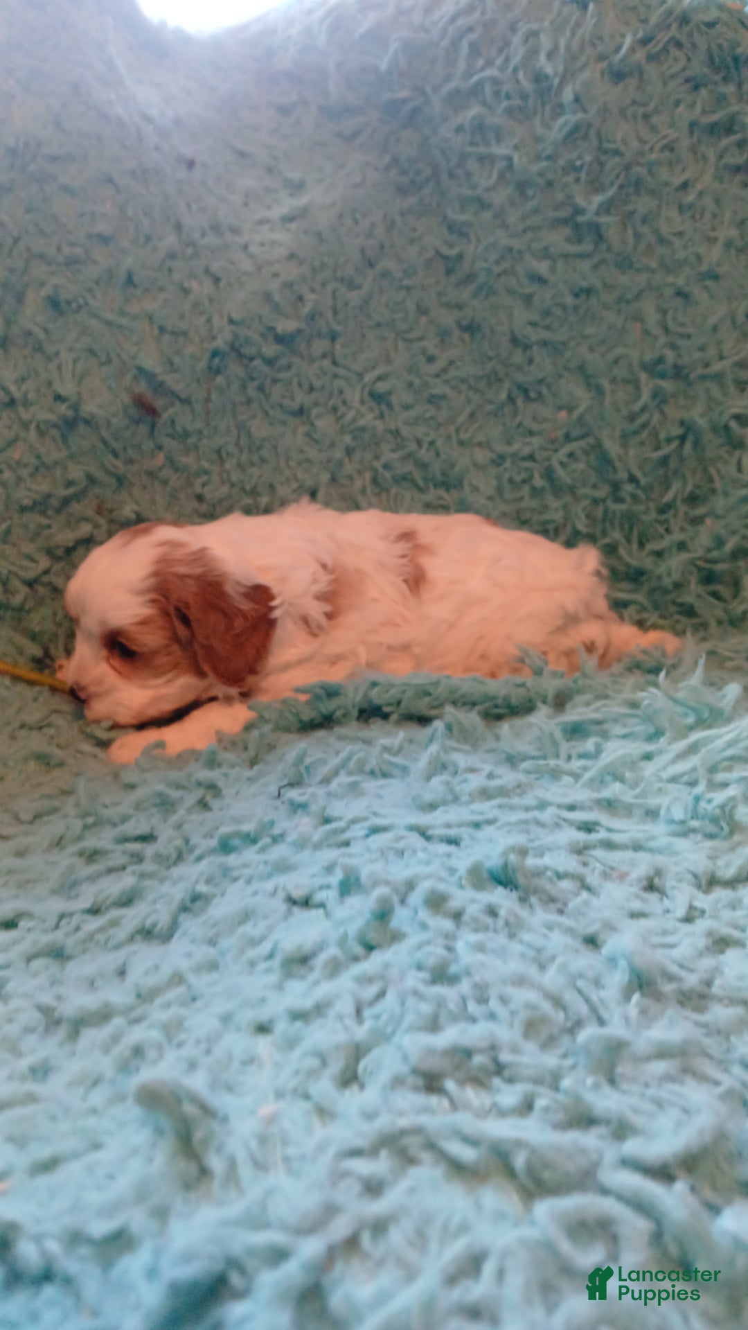 Cavapoo dogs for sale: Daisy - Ad 6