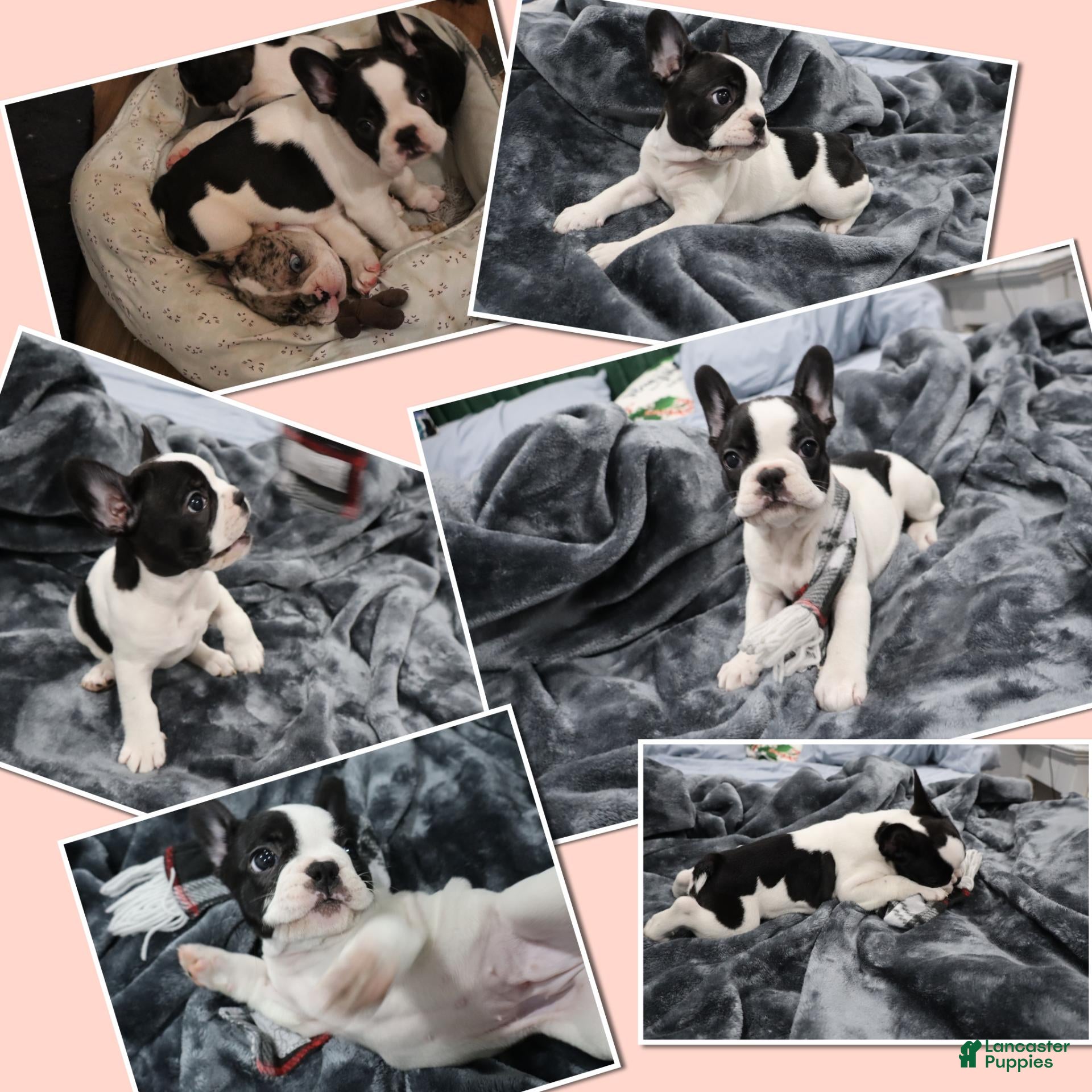 French Bulldog dogs Stitch  - Ad 41
