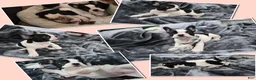 French Bulldog dogs for sale: Stitch  - Ad 1