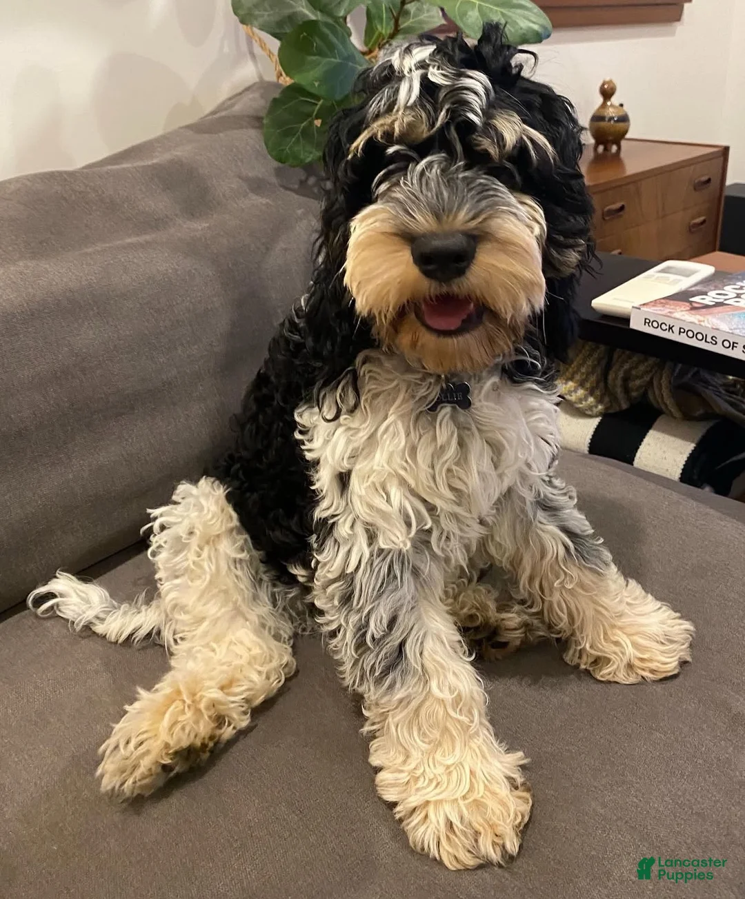 Cockapoo dogs for sale: Maggie - Ad 5