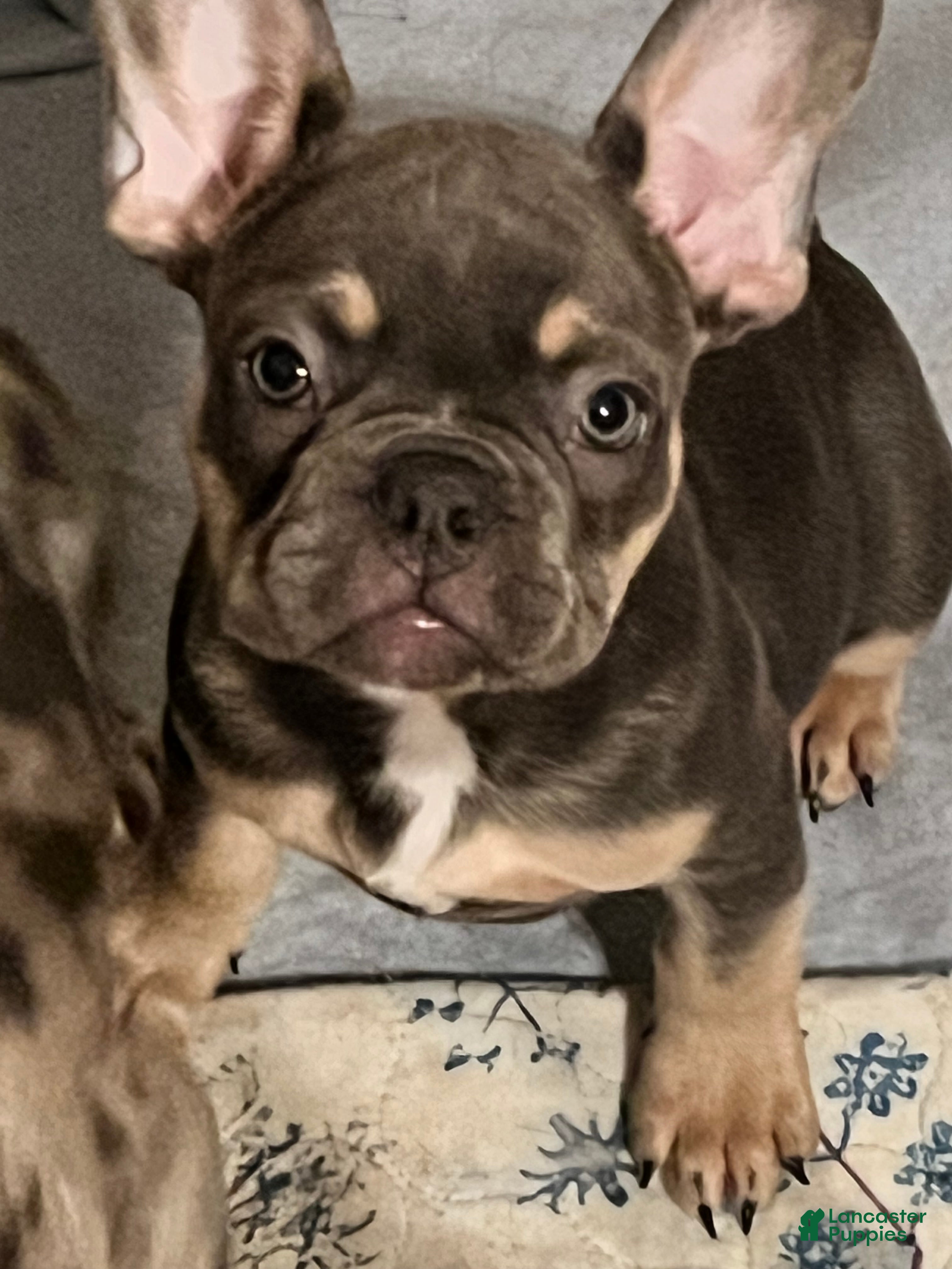 French Bulldog dogs French Bulldog Puppy 3 - Ad 37
