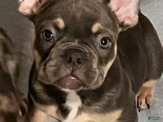 French Bulldog dogs French Bulldog Puppy 3 - Ad 37