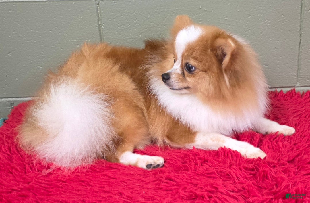 Pomeranian dogs for sale: Tinker - Ad 2