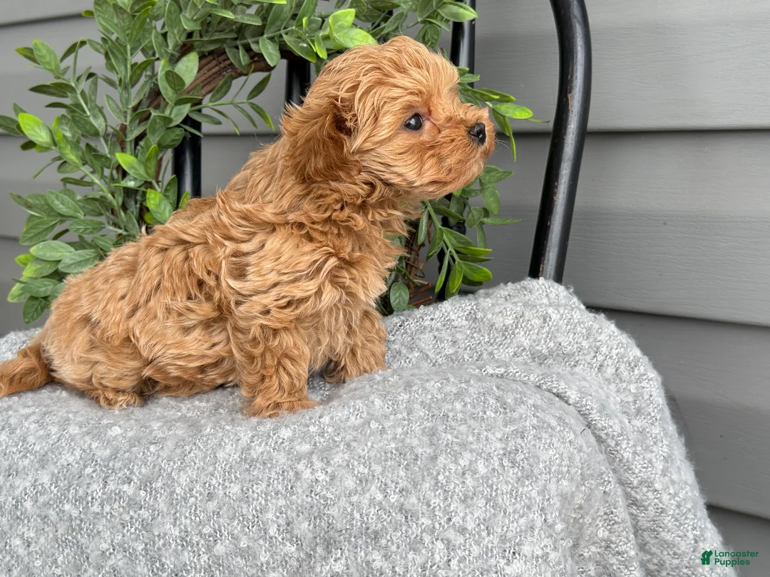 Maltipoo dogs for sale: Teacup - Ad 14