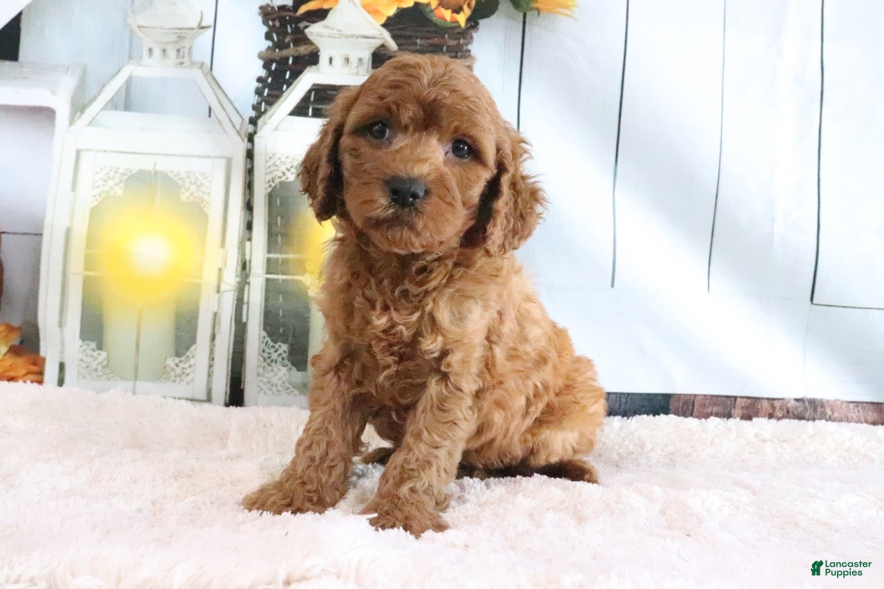 Mini Goldendoodle dogs Max - Ad 2
