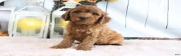 Mini Goldendoodle dogs for sale: Max - Ad 2
