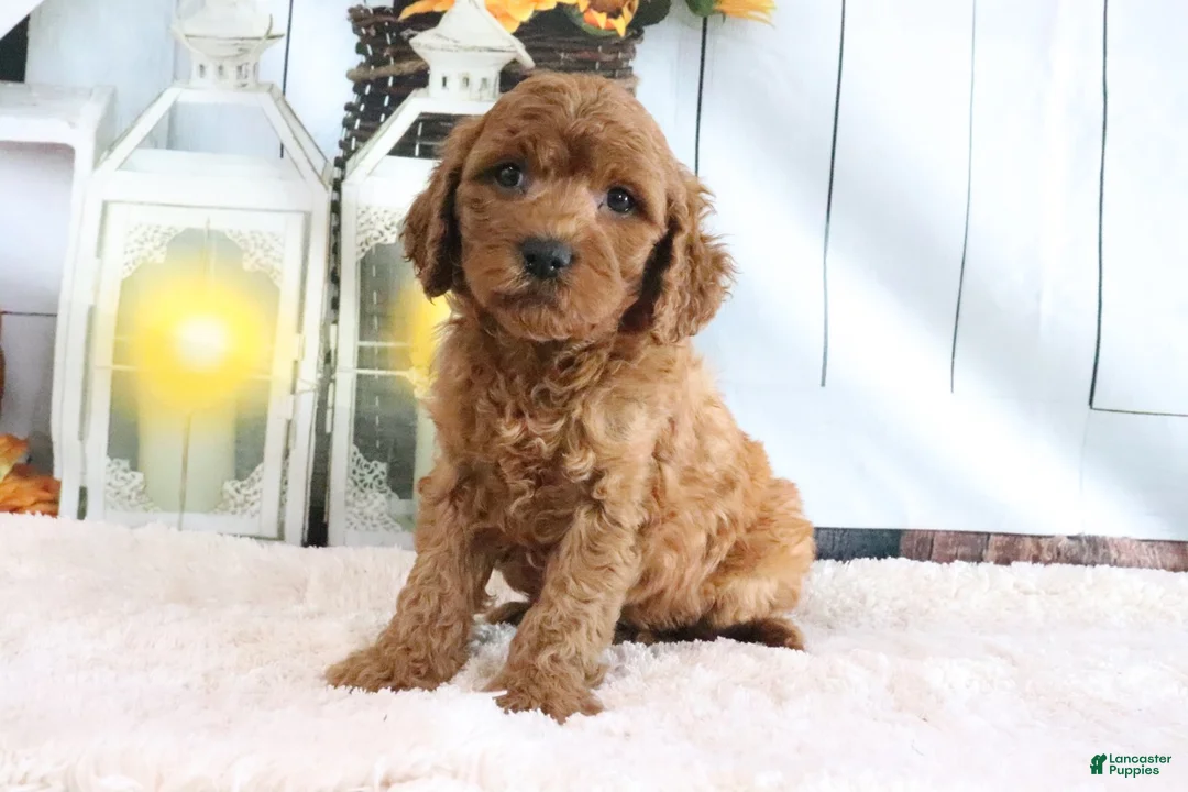 Mini Goldendoodle dogs for sale: Max - Ad 2