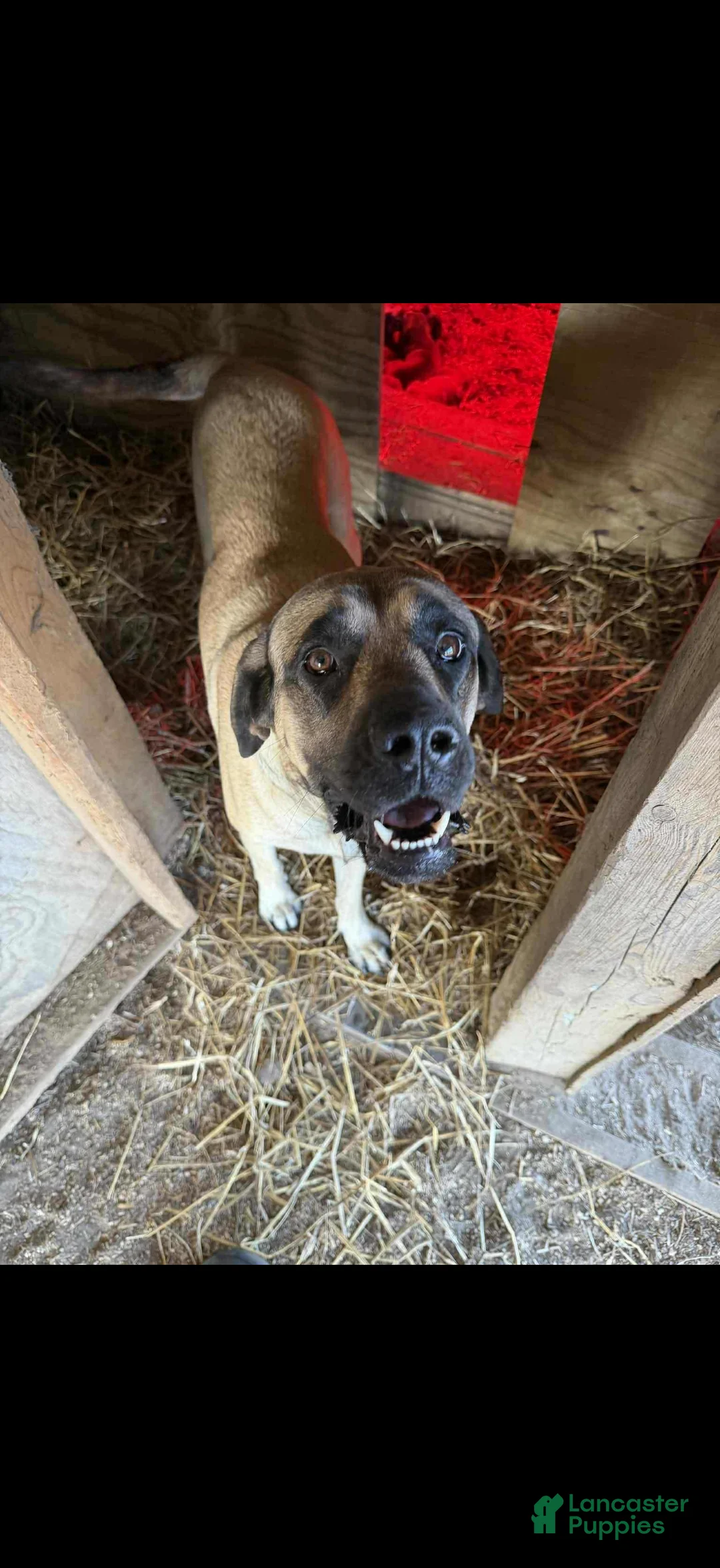 English Mastiff dogs for sale: English Mastiff Puppy 1 - Ad 9
