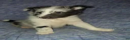 Shetland Sheepdog dogs for sale: Cassius - Ad 6