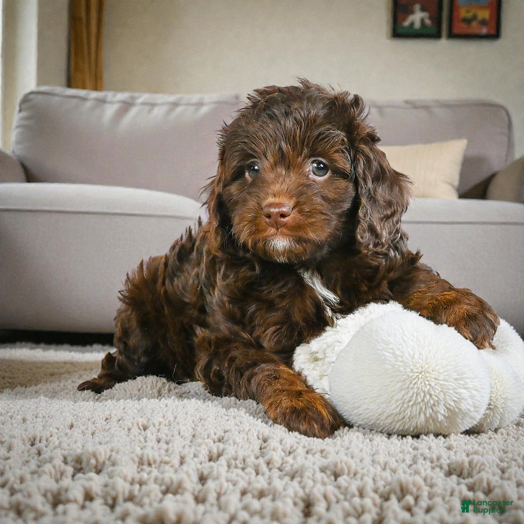 Cockapoo dogs for sale: callie - Ad 3