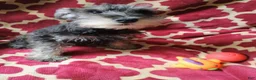 Miniature Schnauzer dogs for sale: Miniature Schnauzer 2 - Ad 3