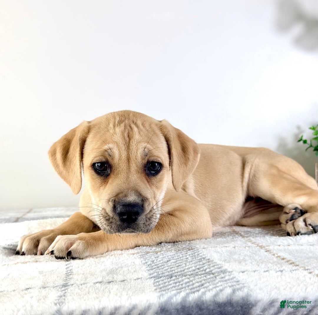 Cane Corso dogs for sale: Nala - Ad 4