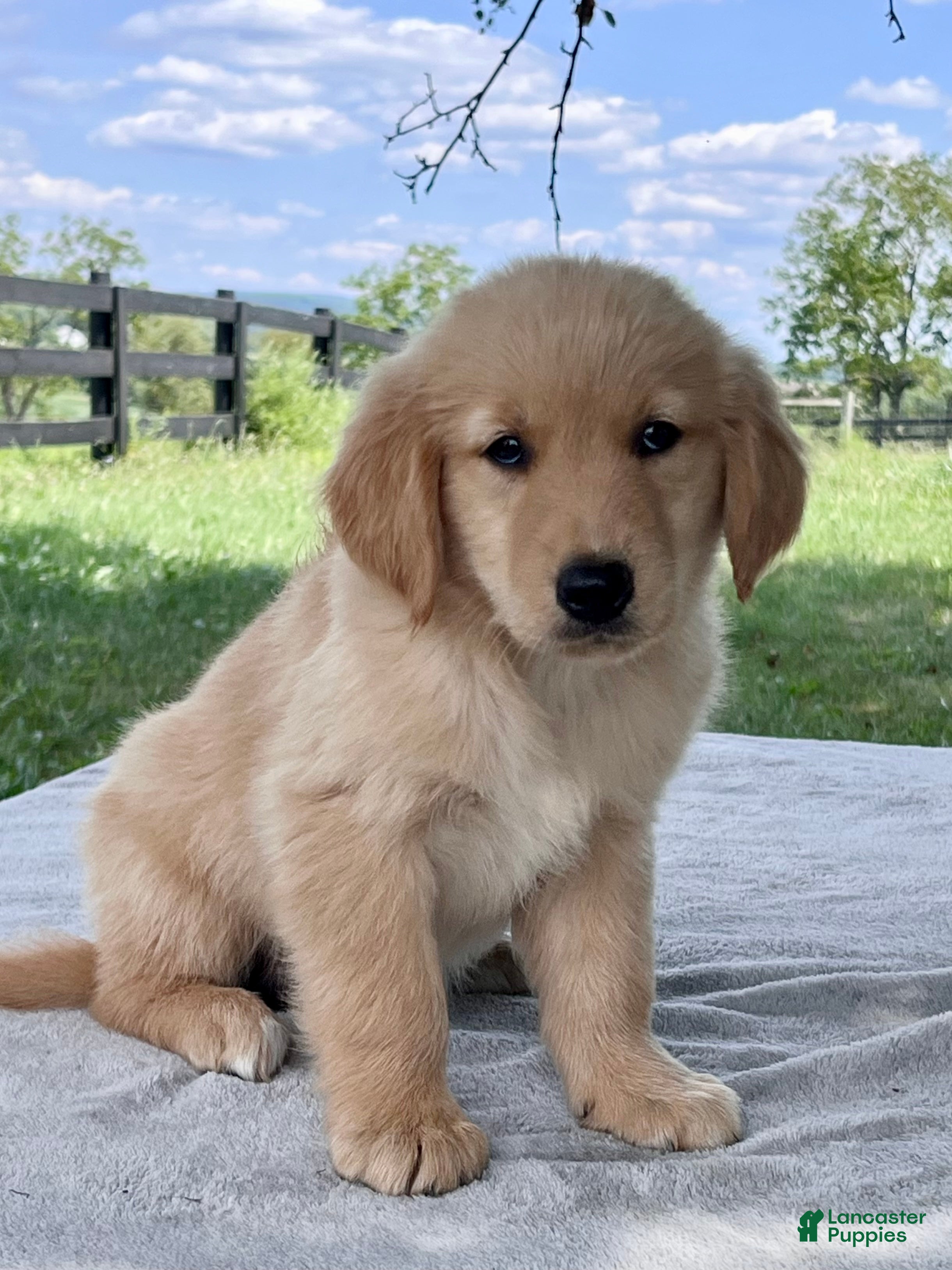 Golden Retriever dogs Daisy - Ad 2