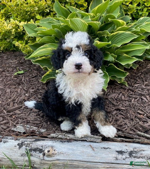 Mini Bernedoodle dogs Wesley- smallest in litter - Ad 1