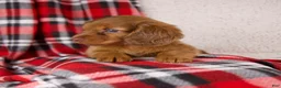 Dachshund dogs for sale: Elvis - Ad 7