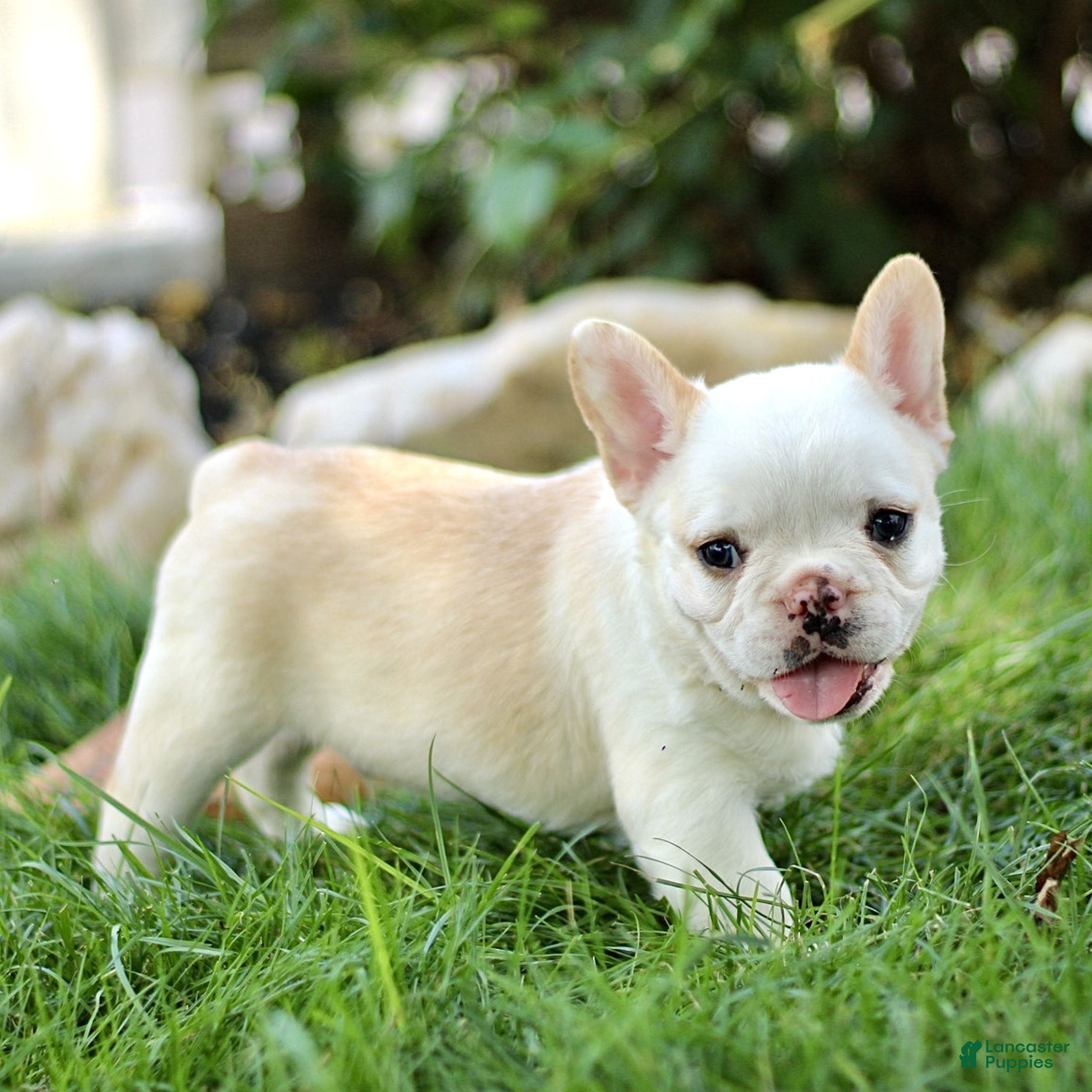 French Bulldog dogs for sale: Beau  - Ad 3