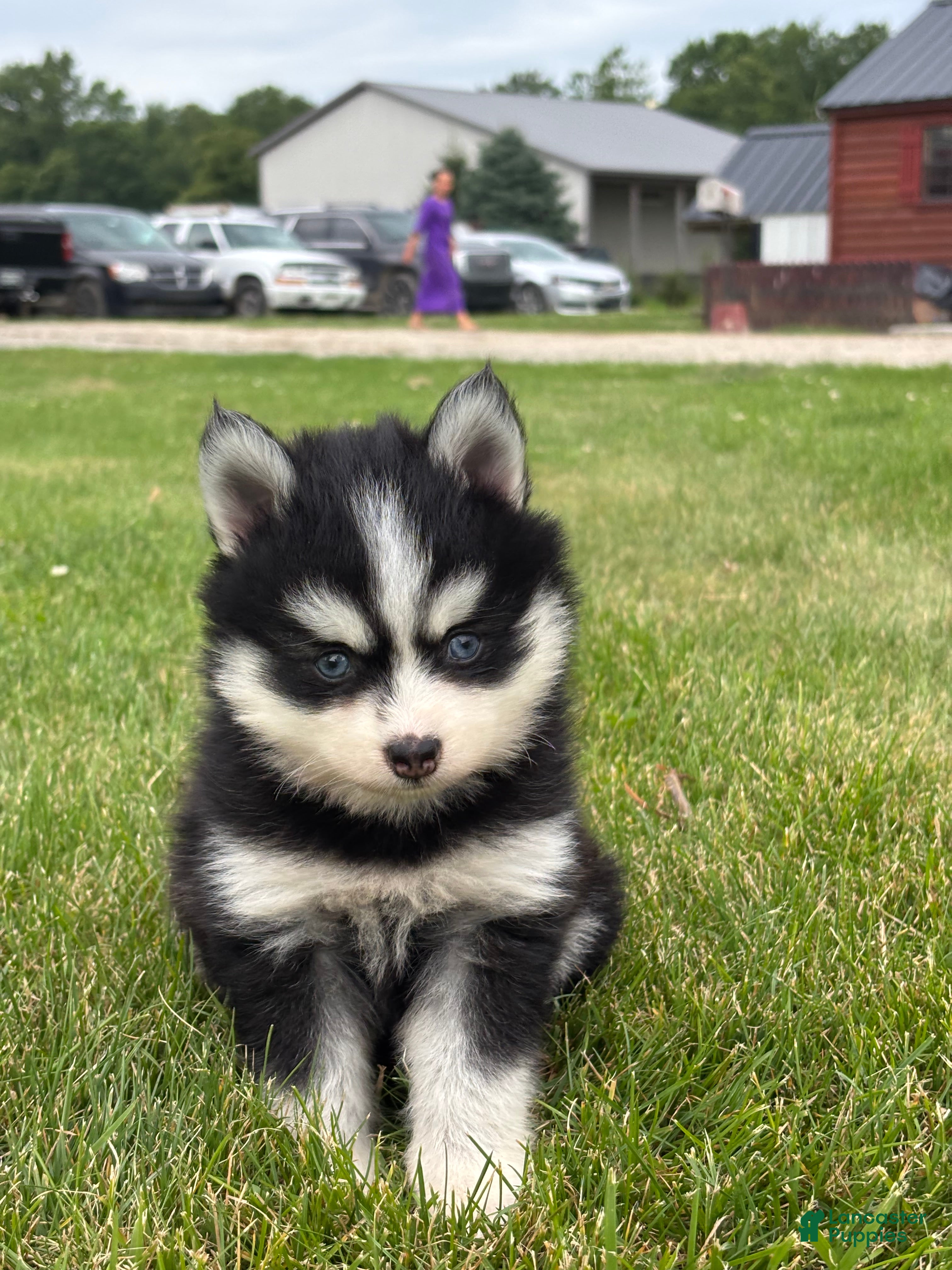 Pomsky dogs Trent - Ad 2