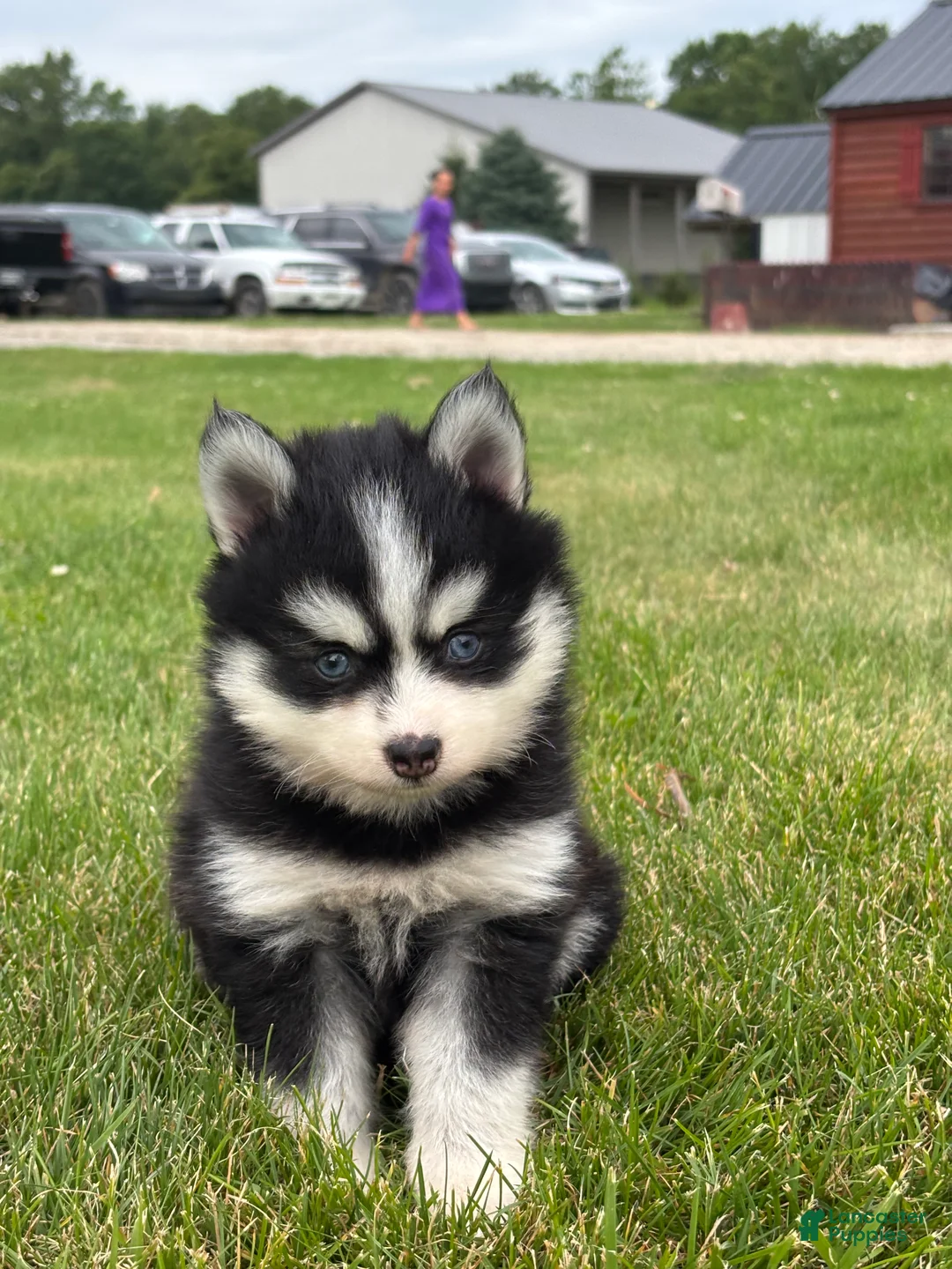 Pomsky dogs for sale: Trent - Ad 2