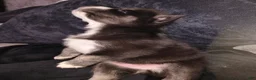 Mixed Breed dogs for sale: Mixed Breed 1 - Ad 13