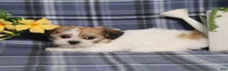 Teddy Bear dogs for sale: Odessa - Ad 4