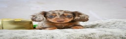 Miniature Dachshund dogs for sale: Frosty - Ad 8