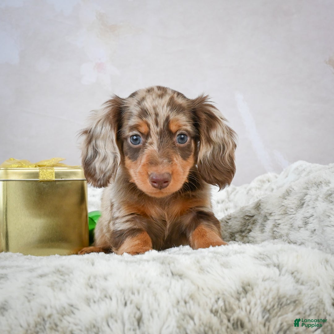 Miniature Dachshund dogs for sale: Frosty - Ad 8