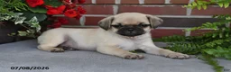 Puggle dogs for sale: Cappuccino - Ad 4