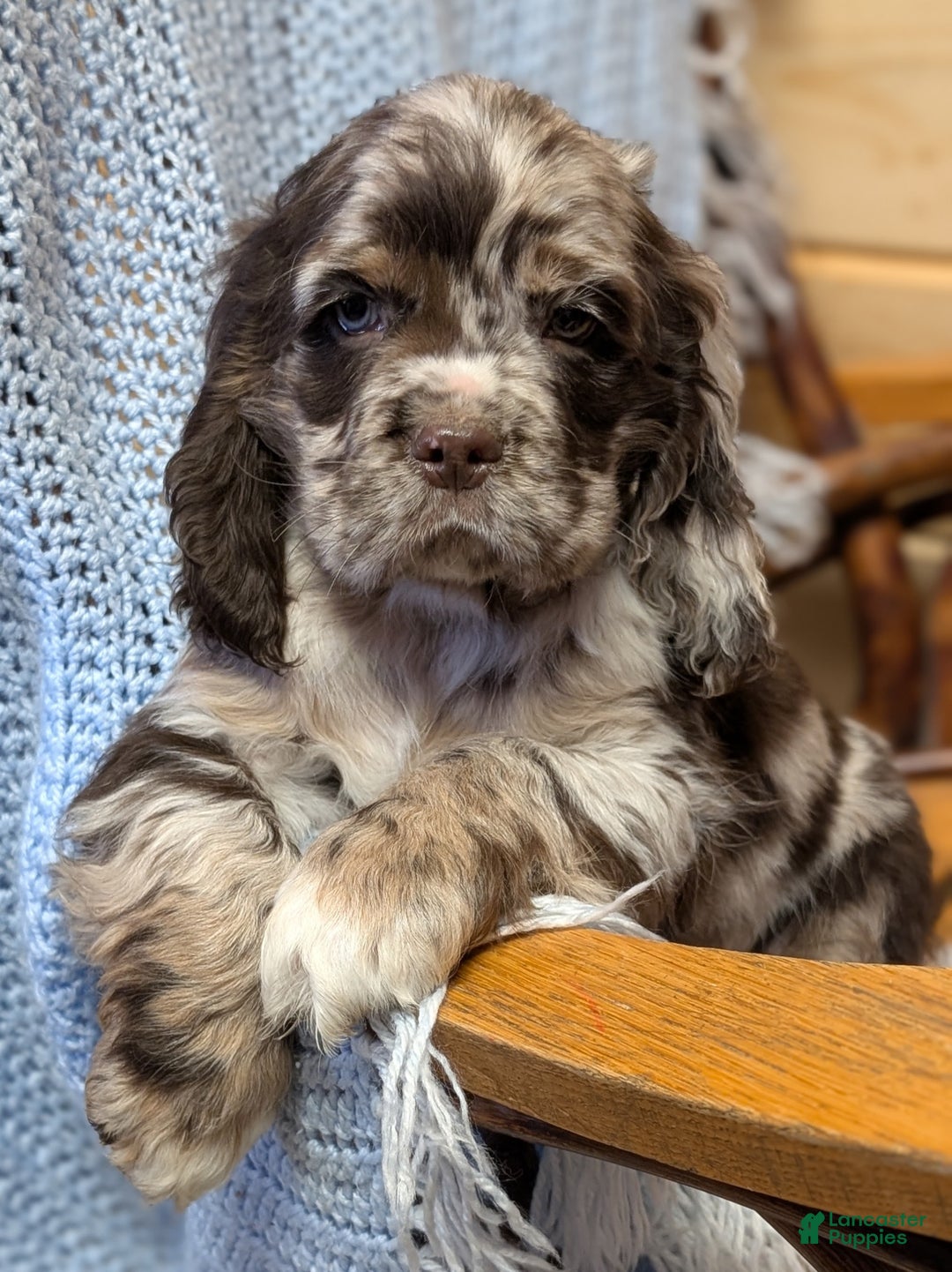 Cocker Spaniel dogs for sale: Wolf - Ad 2