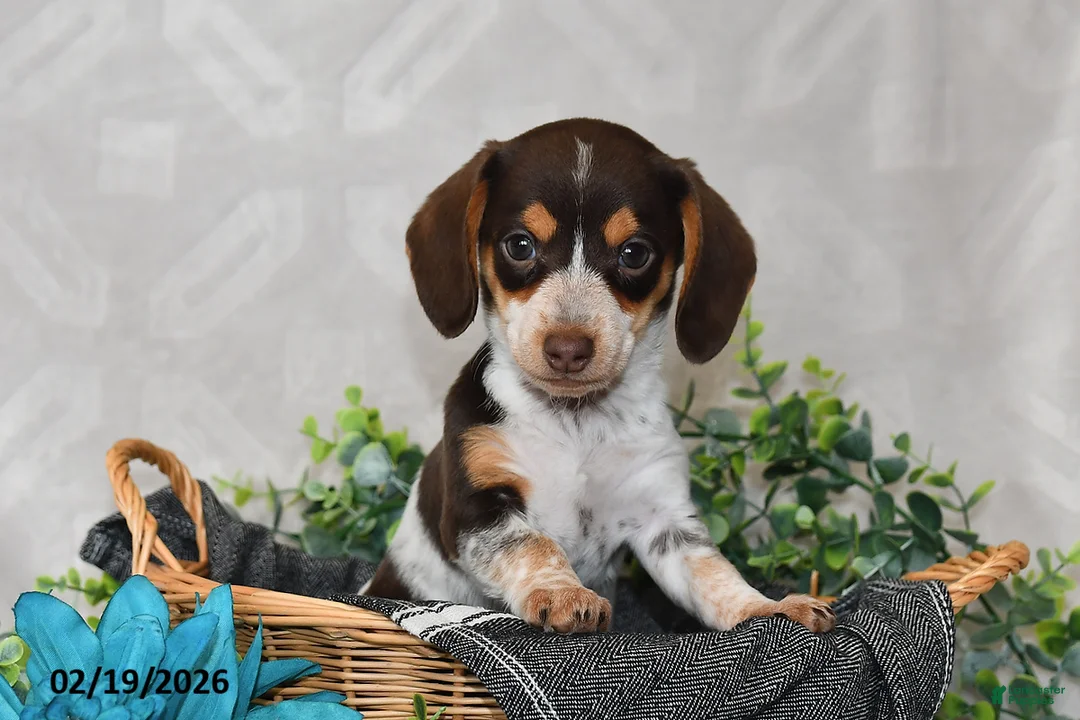 Miniature Dachshund dogs for sale: Polly - Ad 1