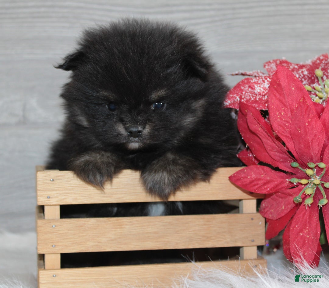 Pomeranian dogs for sale: Kason - Ad 10