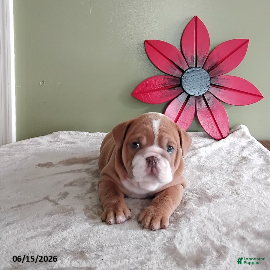 English Bulldog dogs Jackson - Ad 2