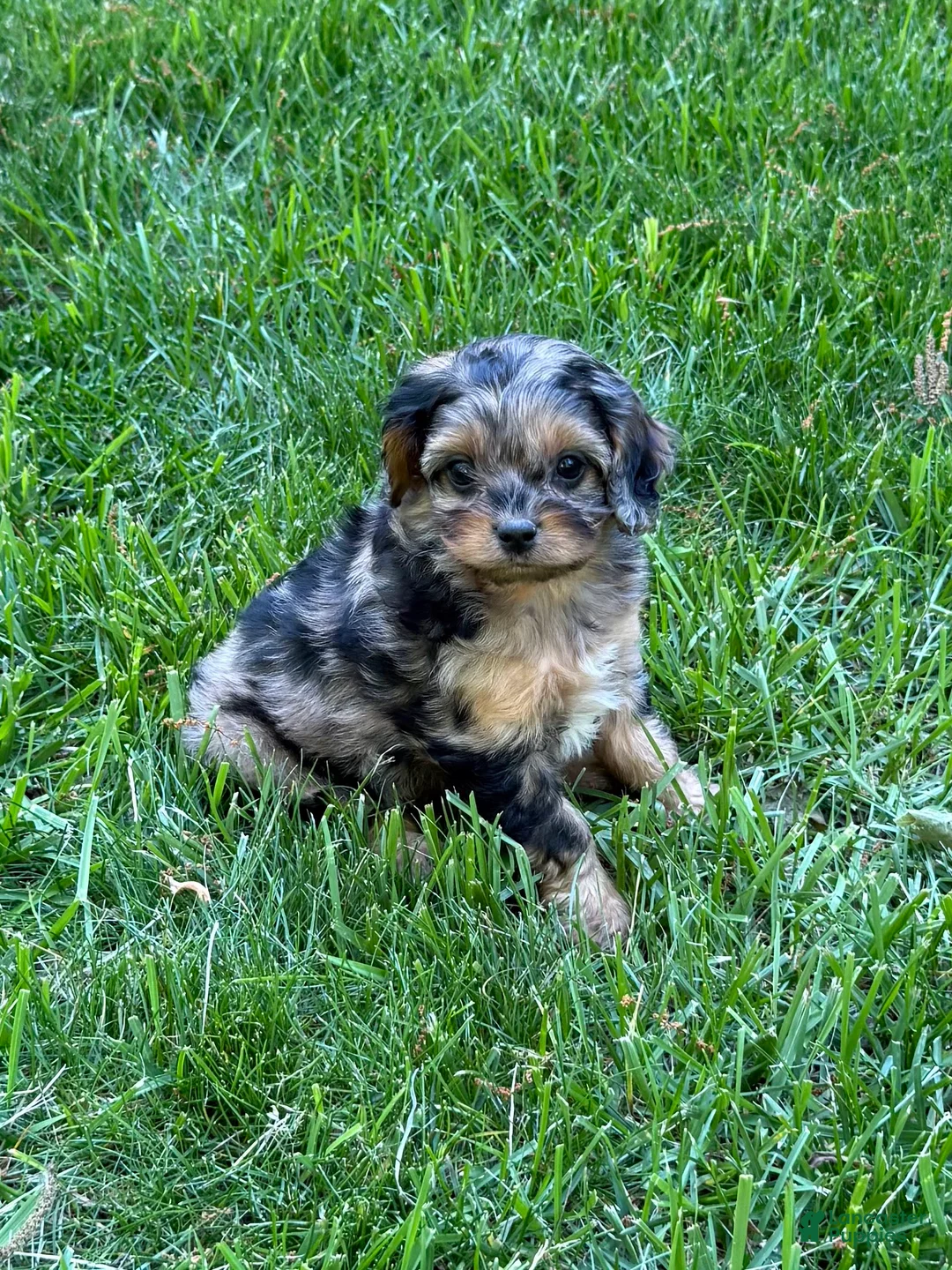 Cavapoo dogs for sale: Alexis - Ad 2