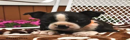 Boston Terrier dogs for sale: Lola  - Ad 2